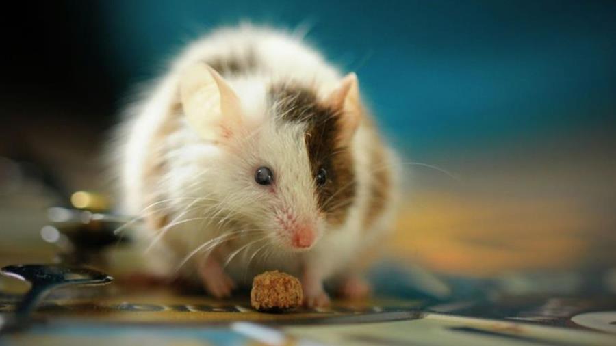 Zijn chemische rodenticiden definitief verleden tijd?